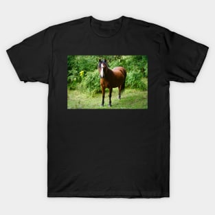 Beautiful Small Brown Horse / Pony In Field T-Shirt